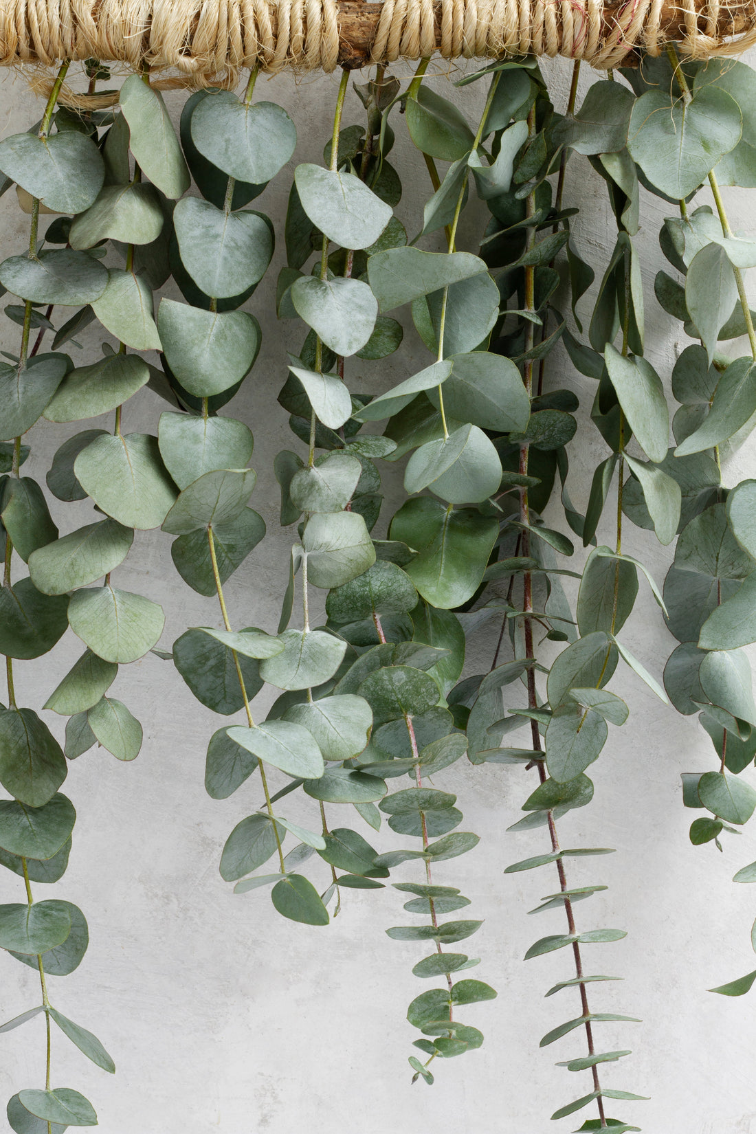 Power of eucalyptus in skincare